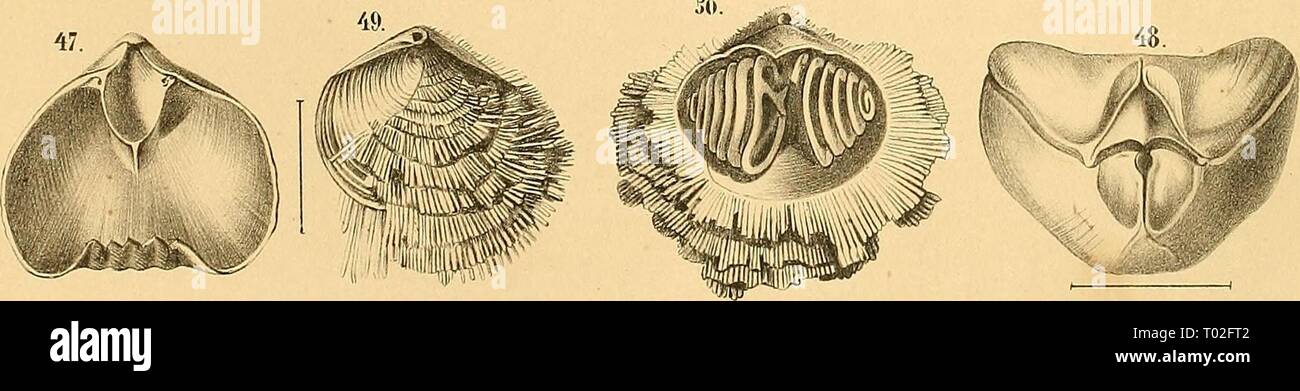 Dyas oder die Zechsteinformation und das Rothliegende . dyasoderdiezechs00geinitz Anno: 1861 I.pi'ctcn jiH.fillu."f ^cltl. -J/W/i// scricaLsdc l'iTji.s/t. "I-(iLi//i&lt;i I'criiiiaiia Kiiuf. /.('Ruiiia hu-l.-hifi /)&lt;nf. SU. DisciiKi luniitirlii ("CL/i. J'.'-JJ.L///(/i//(i Cinliu'/u C'FNI. /'I-'JS. TcrcOmliihii'loii&LT;/ahi Sclil L'lf-j2Illil/Jl clio/ii'lla (l('ijnL:i(iiui deIci'/t. JJ-^jH.iajJidivuhoria ScIdoUniini r.Ihnli. i'lMJl/II/ris/n'c/rni/h'io/ Sövir Foto Stock