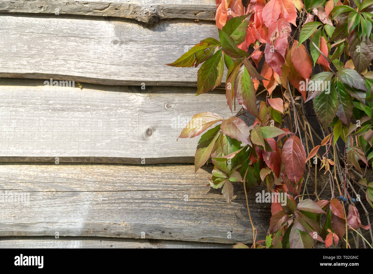 Vecchio tavolato in legno parete e vergine superriduttore in autunno. Natural autunno sfondo, copia dello spazio. Foto Stock