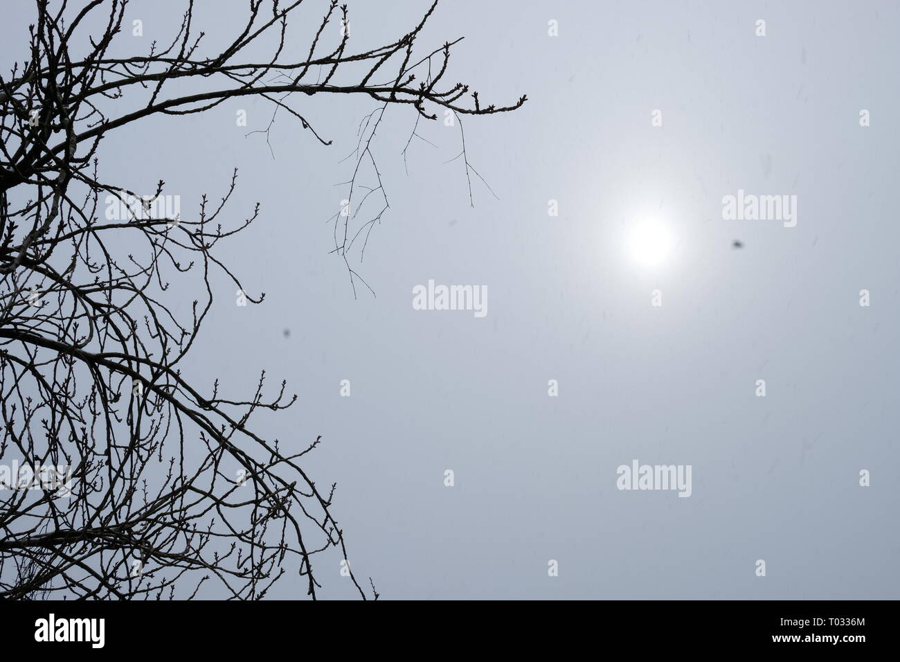 La silhouette della struttura ad albero sulla neve eclipse sfondo.Lilla serenità Foto Stock