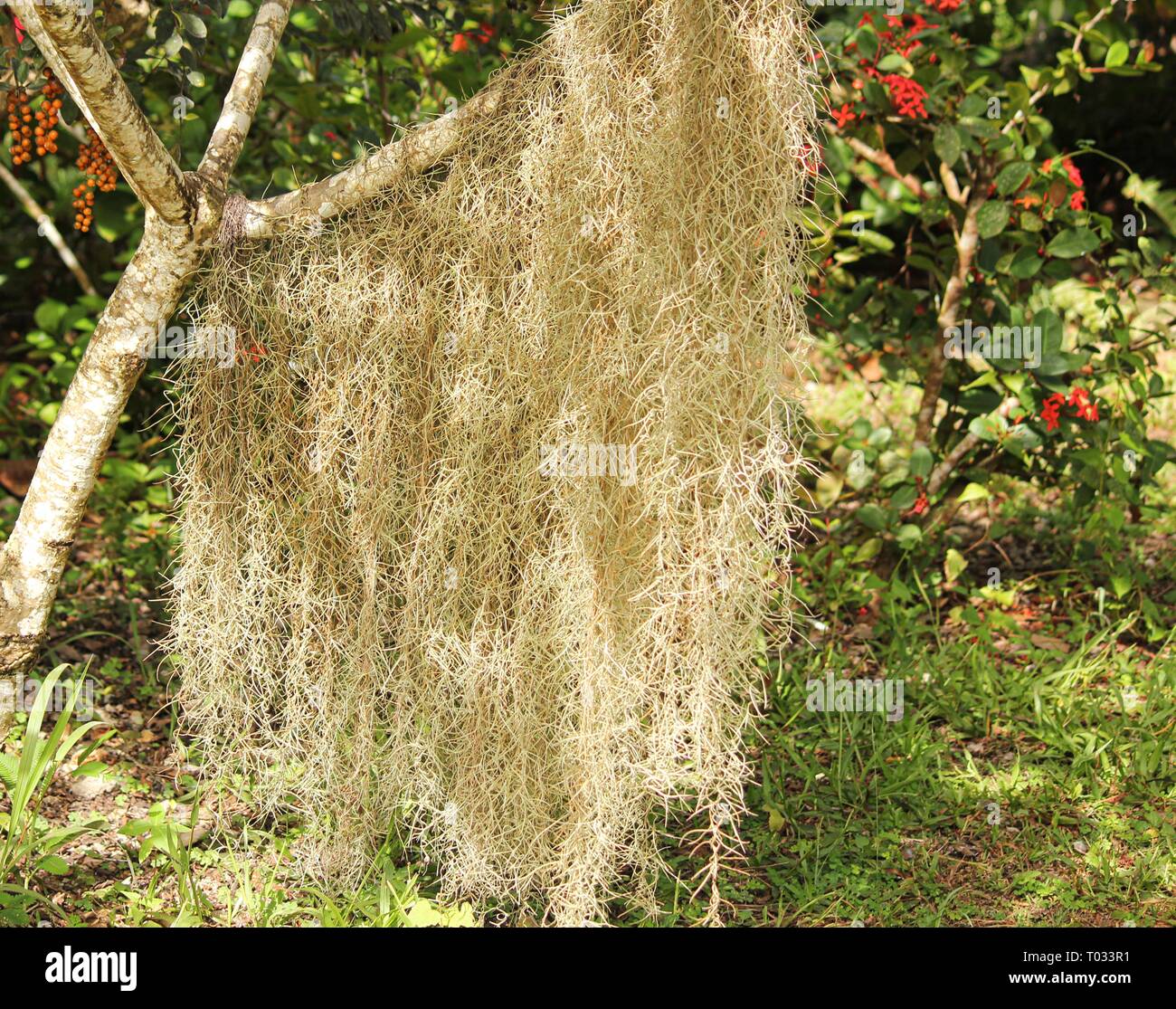 Cortina di muschio Spagnolo appeso al ramo di un albero nel giardino Foto Stock