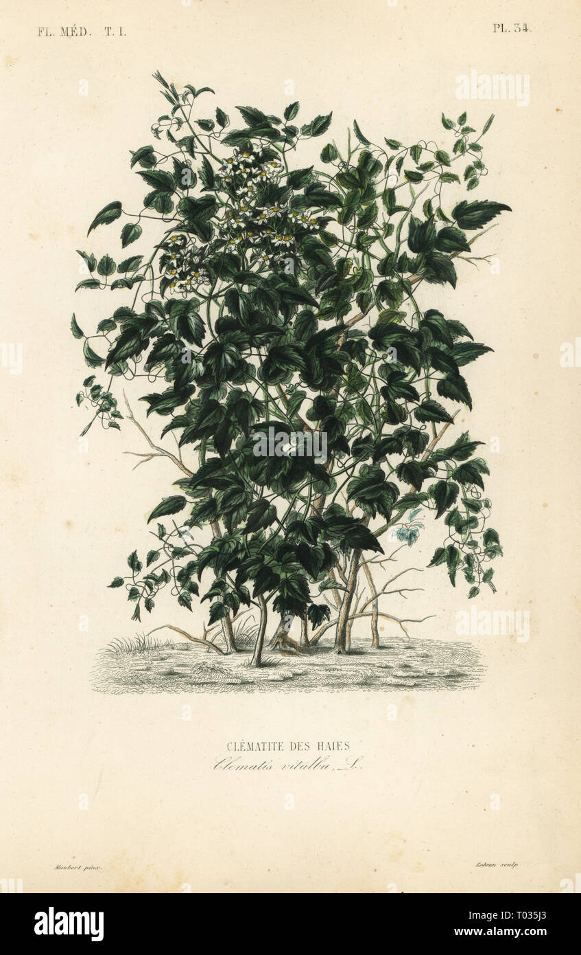 Olld uomo con la barba e il viaggiatore gioia, Clematis vitalba, Clematite des haies. Acciaio Handcolored incisione di Lebrun dopo una illustrazione botanica da Edouard Maubert da Pierre Oscar Reveil, A. Dupuis, Fr. Gerard e Francois Herincq's La Regne Vegetal: Flore Médicale, L. Guerin, Parigi, 1864-1871. Foto Stock