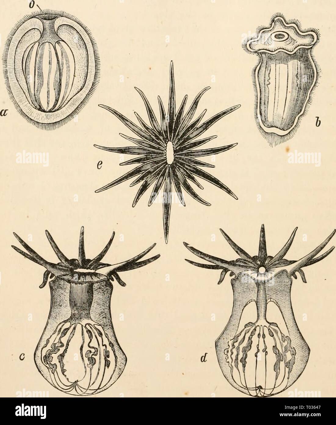 Testo elementare-libro di zoologia (1884) Foto Stock