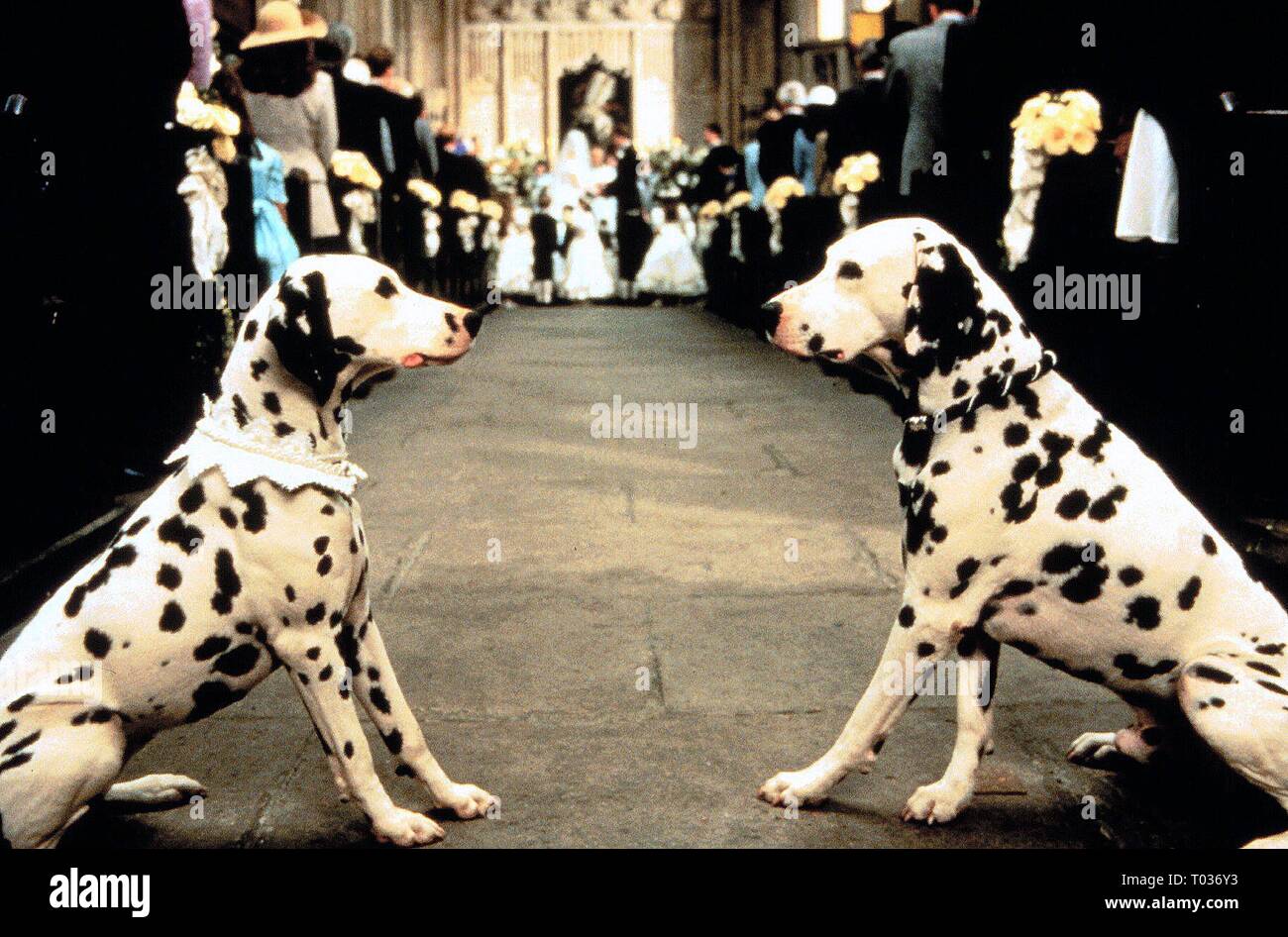 Cani dalmata al matrimonio, 101 Dalmatians, 1996 Foto stock - Alamy