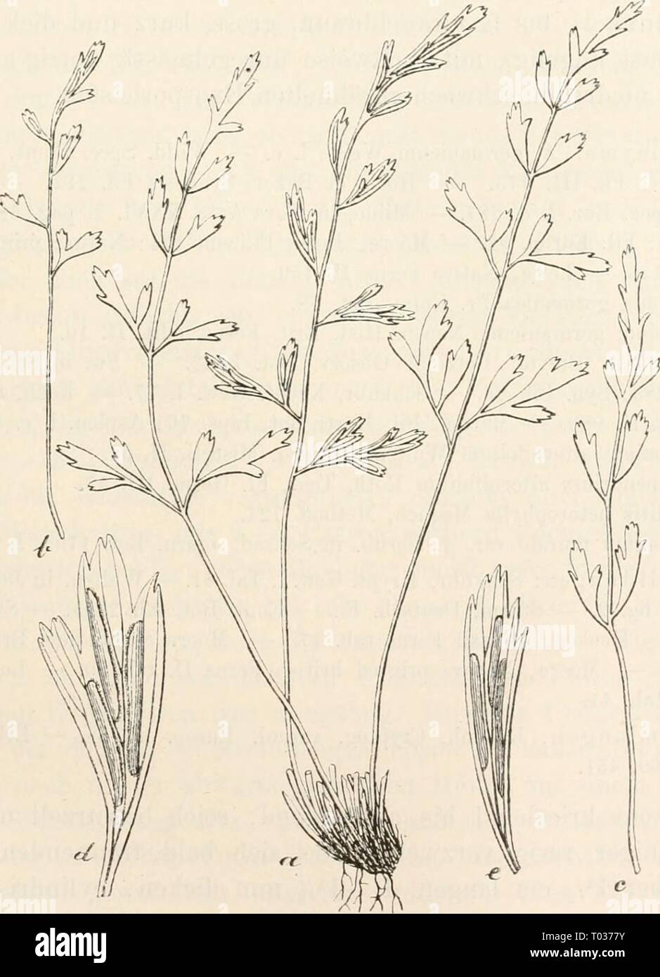 Il dott. L. Rabenhorst's Kryptogamen-Flora von Deutschland, Oesterreich und der Schweiz . drlrabenhorstskr03rabe Anno: 1889 239 durchzogener Stiel gewöhnlich etwa così lang oder länger als die mit grüner (selten im unteren Theile brauner) Ehachis versehene schnial-lanzettliche bis lanzettliche, stumpfliche, einfach - oder am Grunde doppelt - fiederschnittige Spreite. Segmente erster Ordnung jederseits zu 2-5 (seltener die Spreite nur 3zählig) entfernt Wechsel- bis gegenständig genähert oder gegenständig, die unteren 1 oder 2 Paare einfach-fiederschnittig mit 1-2 Secundärsegmenten und die übrigen od Foto Stock
