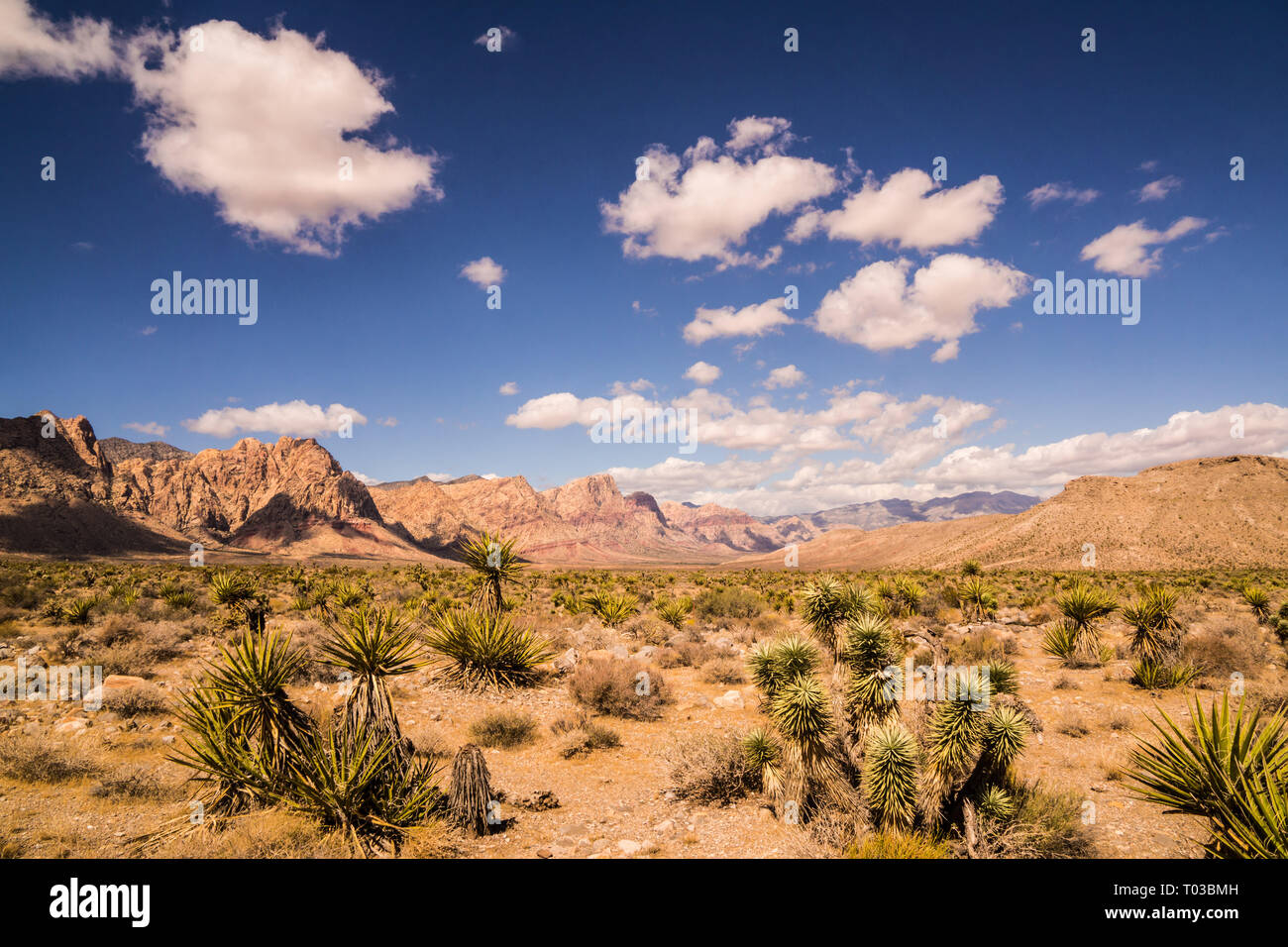 Il Red Rock Canyon National Conservation Area, vicino a Las Vegas Foto Stock