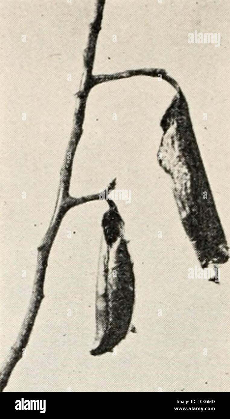 Entomologia elementare . elementaryentomo00sabbia Anno: [c1912] FlG. 342. La falena promethea (Callosamia promethia], (ridotto) (fotografia alla vita da alghe) FIG. 343. Bozzoli di pendenti di promozionale- thea moth. (Notevolmente ridotto) quasi specie correlate (Callosamia promethid) appendere pendenti dall'ramoscelli di wild-ciliegia, ceneri, Willow e altri alberi. Anche se sono stati fatti molti tentativi di manu- fratturato la seta in bozzoli di queste specie native, essi sono stati finora onu- riuscita. Il nostro comune tenda caterpillar, che è completamente descritta a pagina 57, è un offrono sentative della famiglia di questo gruppo (La Foto Stock