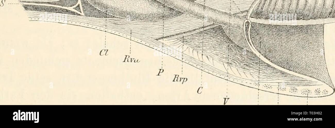 Il dott. H.G. Bronn's Klassen und Ordnungen des Thier-Reichs : wissenschaftlich dargestellt in Wort und Bild . drhgbronnsklasse0301bron Anno: 1892 Blv De Sc Hinterende von Chaetoäerma nüiduhim Längsschnitt im. C Herz. Bdp hinterer dorsaler, C' dessen vordere Auschwellung. Elv lateroventraler, Gl Eechter Kloakengang. Rra ventraler vorderer, Diaphragma d. Evp hinterer ventraler Kiemenretractor. De Dilatatoren der Kloake. S setto Gonade Gd. Sc Kloakensphincter. P Pericard. V Visceralcommissnr (ganglio hinteres^ Bda vorderer dorsaler, Nach Wiren. des Herzens das Blut nicht alles durch die obere Oeff Foto Stock