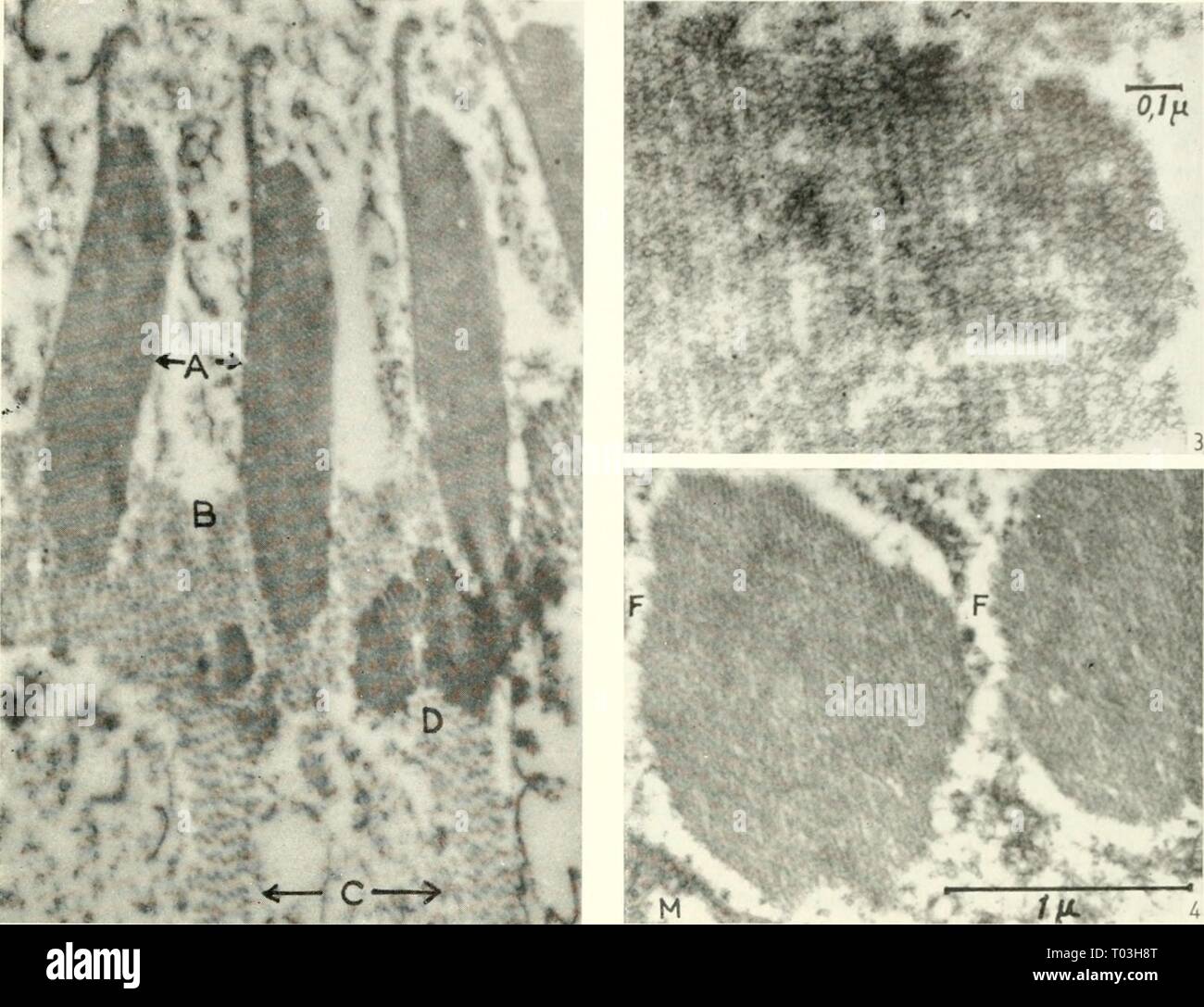 Microscopia elettronica; il procedimento della Conferenza di Stoccolma, settembre 1956 . electronmicrosco00euro Anno: 1957 La proteina faringea fibre dei ciliati 217 9 Fig. 2. Nassiihi iiiirea. Sezione trasversale di una parte del PHA- ryngeal cestello. Un, aste proteica; B, guaina perimetrale con (C) aliform creste, e (D) tentativi di cristallisation. Ingrandimento 31.000. quasi un fascio cilindrico di aste di proteina-o-trichites distinti dai trichocysts wfiich possono coesistere con loro. La sezione trasversale a livello della mucosa buccale depressione della Coleps hirtiis (fig. 1) mostra l'ordine Foto Stock