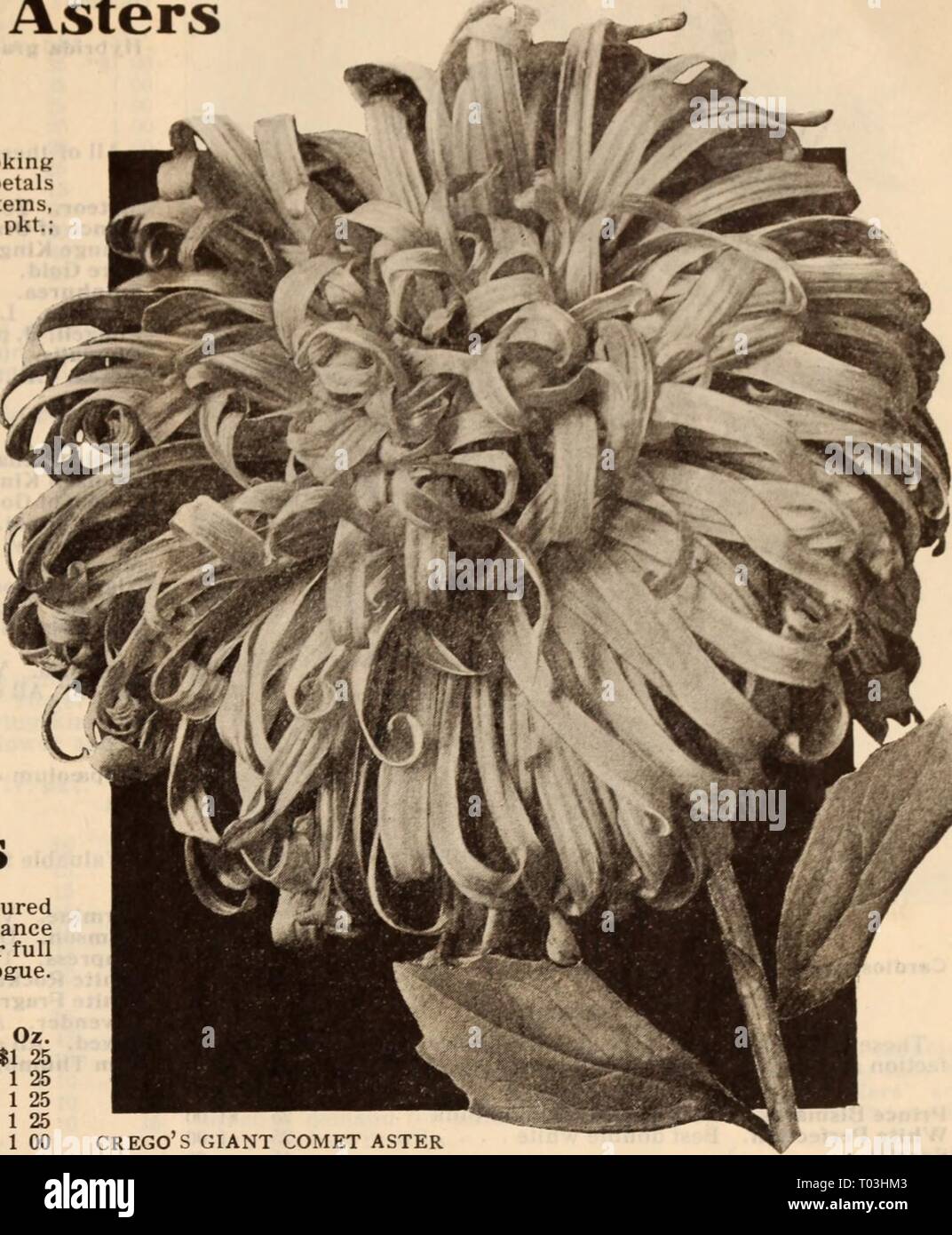 Dreer all'ingrosso listino prezzi / Henry A. Dreer. . Dreerswholesalep1912dree Anno: HENRY A. DREER, Philadelphia. PA.. Prezzi all'ingrosso American cresciuto aestri [continua] Bianco elettrico, una più distinte e illustri lookini; fiore, essendo composta di filettatura lonjr come quilled petali di candore nevoso, portati su di ioni, strong ispido steli, e raramente al di sotto di 5 pollici attraverso. 40 cts. per commercio pkt.; #2.00 per oz. Tr. pict. Oz. Daybreaic. raggiunge una produce globe-sagomato tinta di rosa di crescita simmetrica; altezza di 18 pollici, e durante il mese di agosto fiori perfetti, di una delicata purezza. Identiche in mai Foto Stock