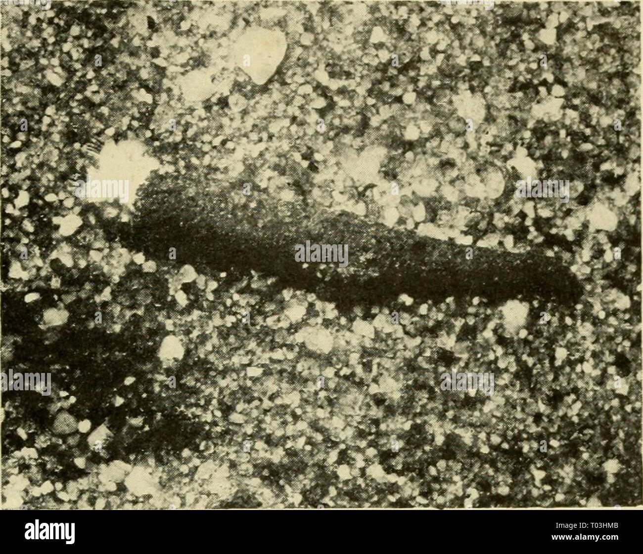 Gli Abitanti Della Terra E Mare Dwellersofseasho00crow Anno 1935 Esseri Curiosi 213 Stessa Cosa Queste Strane