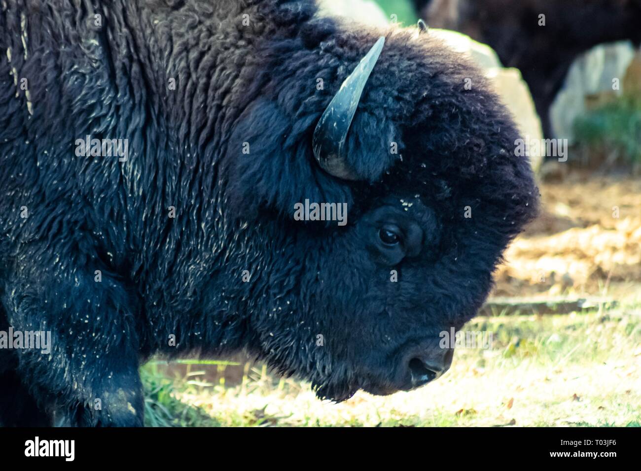 Bison, guardando il Viewer Foto Stock Bison, guardando il Viewer Foto Stock