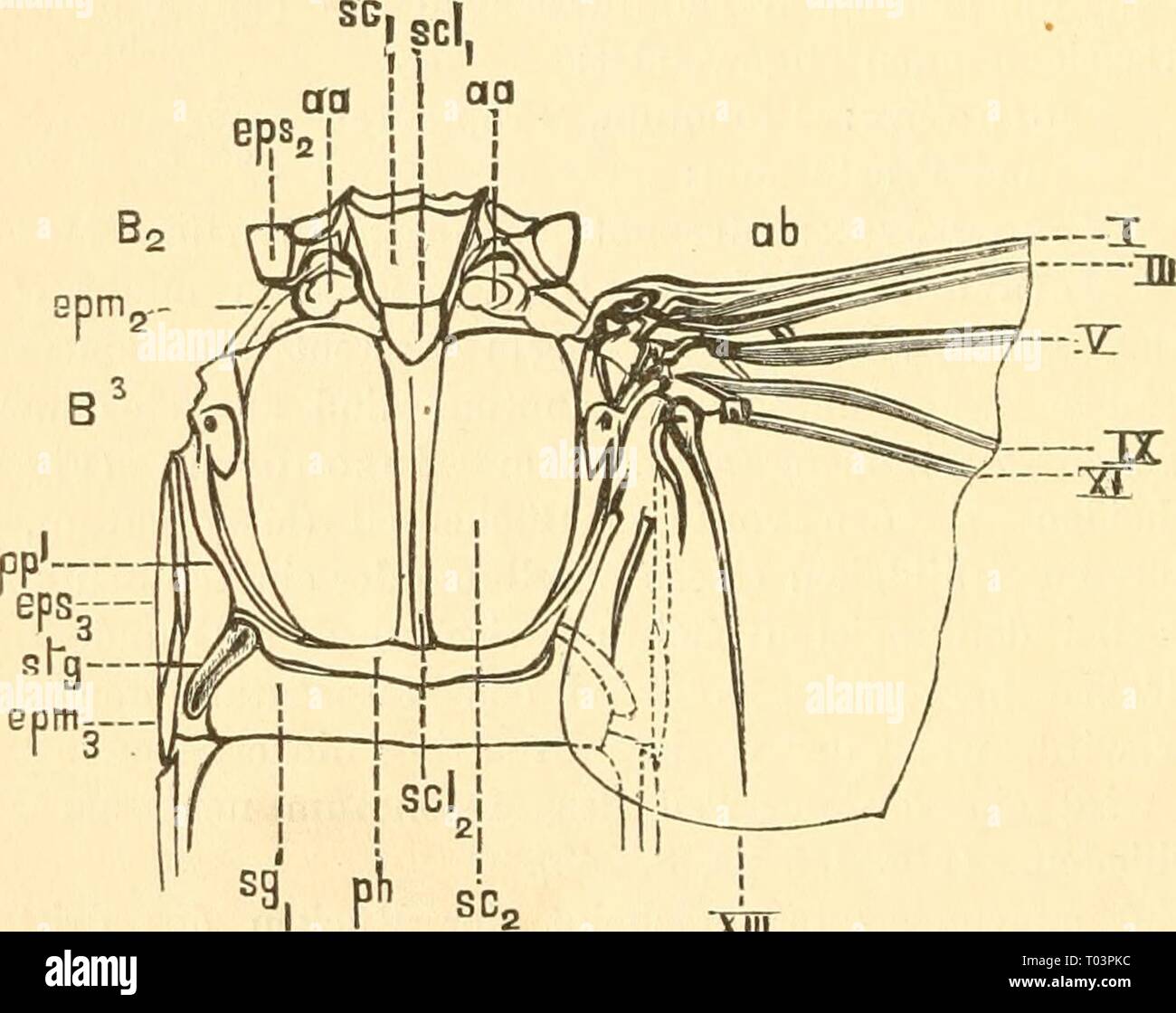 Einführung in die Kenntnis der Insekten . einfhrungindie00kolb Anno: [1889]-1893 240 II. Der Körper der Insekten. Pièces der Brustringe. Un den Pleuren des Metathorax findet sich noch zwischen Epistemum dem und Epimeron einerseits und der Flügelwurzel anderseits Nebenseitenstück eia, die Parapleure (ppl). Die Pleuren sind je nach der Ordnung oder Familie verschieden ausgebildet. Oft verschmelzen am Prothorax die Episternen mit dem Stemum. (Fig. 152 st^). Der Brustschild, welcher je nach dem Prosternum Brustringe (STI), Mesosternum (ST 2) und Metastemum (ST 3) genamit wird, er- scheint als mitt Foto Stock