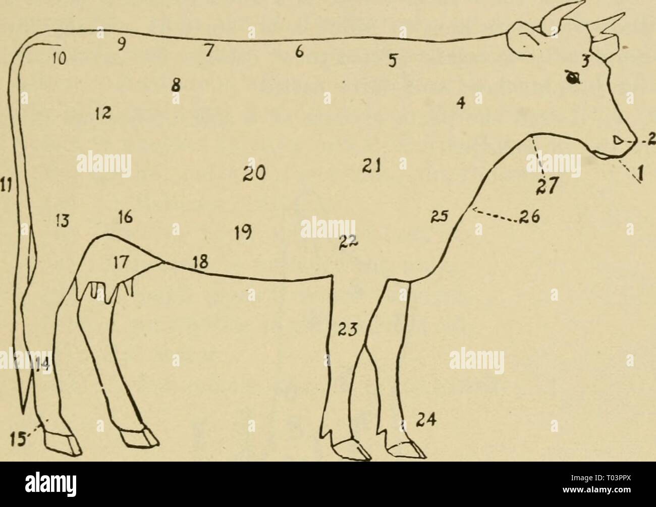 picture Disegno Di Una Mucca https www alamy it agricoltura elementare elementaryagricu01nida anno 1917 bovini capitolo 2 fig 121 schema di una vacca 1 museruola 2 narici 3 fore testa 4 collo 5 garrese 6 indietro 7 lombo 8 pinbone 9 scamone 10 fianchi 11 coda 12 quarti 13 coscia 14 cannone 15 fetlock 16 pancia 17 mammella 18 vene di latte 19 ventre 20 nervature 21 spalla 22 avambraccio 23 ginocchio 24 passato ern 25 punta di petto 26 torace 27 della gola 1 copiare il disegno di cui sopra 2 chiudere il tuo libro e il nome delle parti della mucca dal tuo disegno 3 studiare le marcature di diverse razze e imparare a nome loro in vista 4 image241028898 html