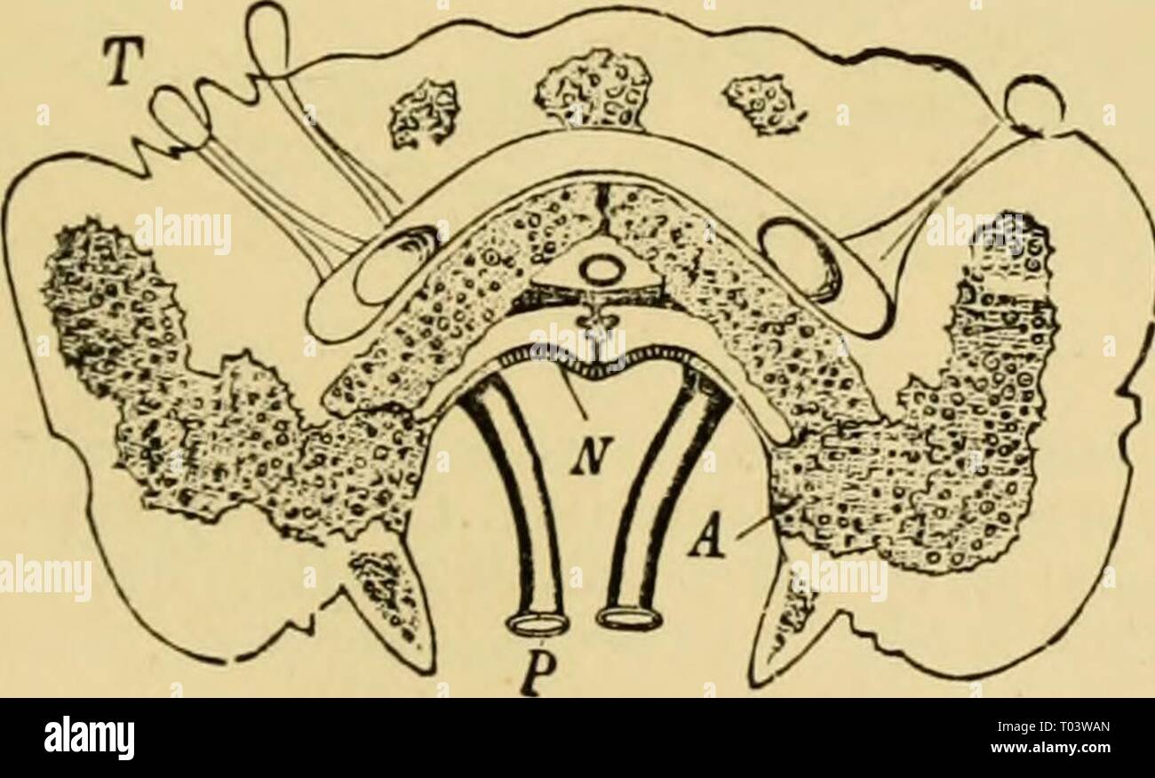 Testo elementare-libro di zoologia, parte generale e parte speciale: protozoi a insecta . elementarytextbo00clau Anno: 1892 chiamato sul conto di tlie depositi calcarei nelle sue pareti, o si blocca all'interno della cavità del corpo, donde talces fino fluido attraverso i pori nelle sue pareti {Ilolothu- rians), o le estremità di un elemento poroso che calca- reous piastra, la piastra madreporic, che è inserita nel rivestimento esterno del corpo e attraverso i pori del quale l'acqua di mare percola nel lume del canale di sistema. La posizione della piastra madreporic varia con- siderably. In Clypeastridea è in corrispondenza dell'ap Foto Stock