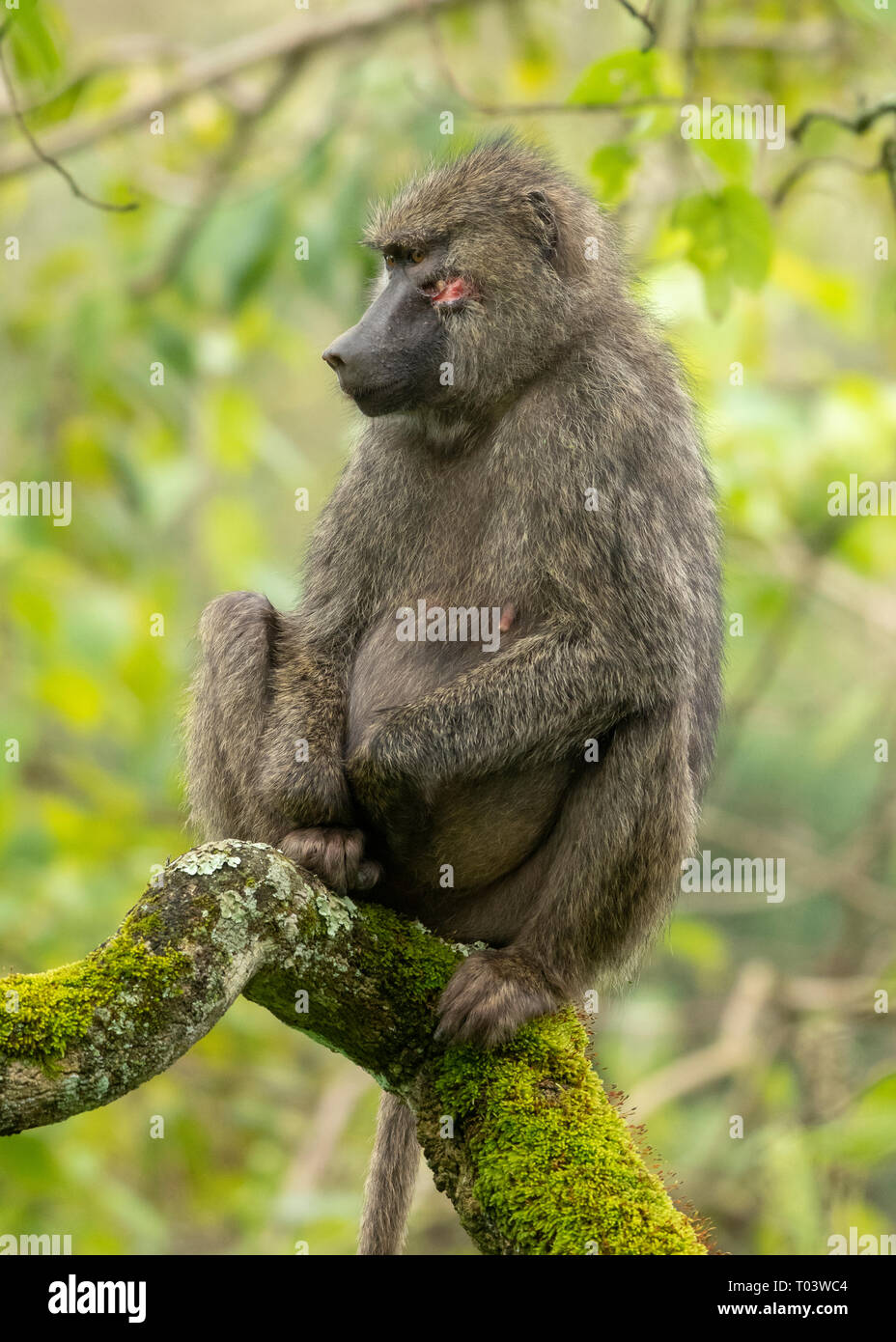Femmina di babbuino Oliva, papio anubis, nel Parco Nazionale di Arusha, Tanzania Foto Stock