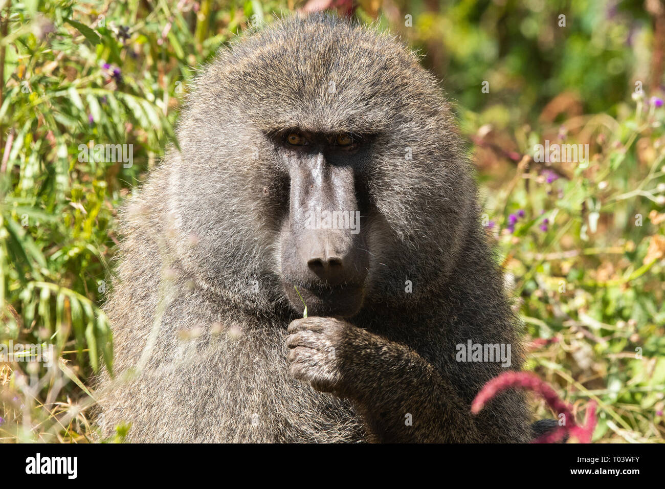 Maschio di babbuino Oliva, papio anubis, nel cratere di Ngorongoro, Ngorongoro Conservation Area, Tanzania Foto Stock