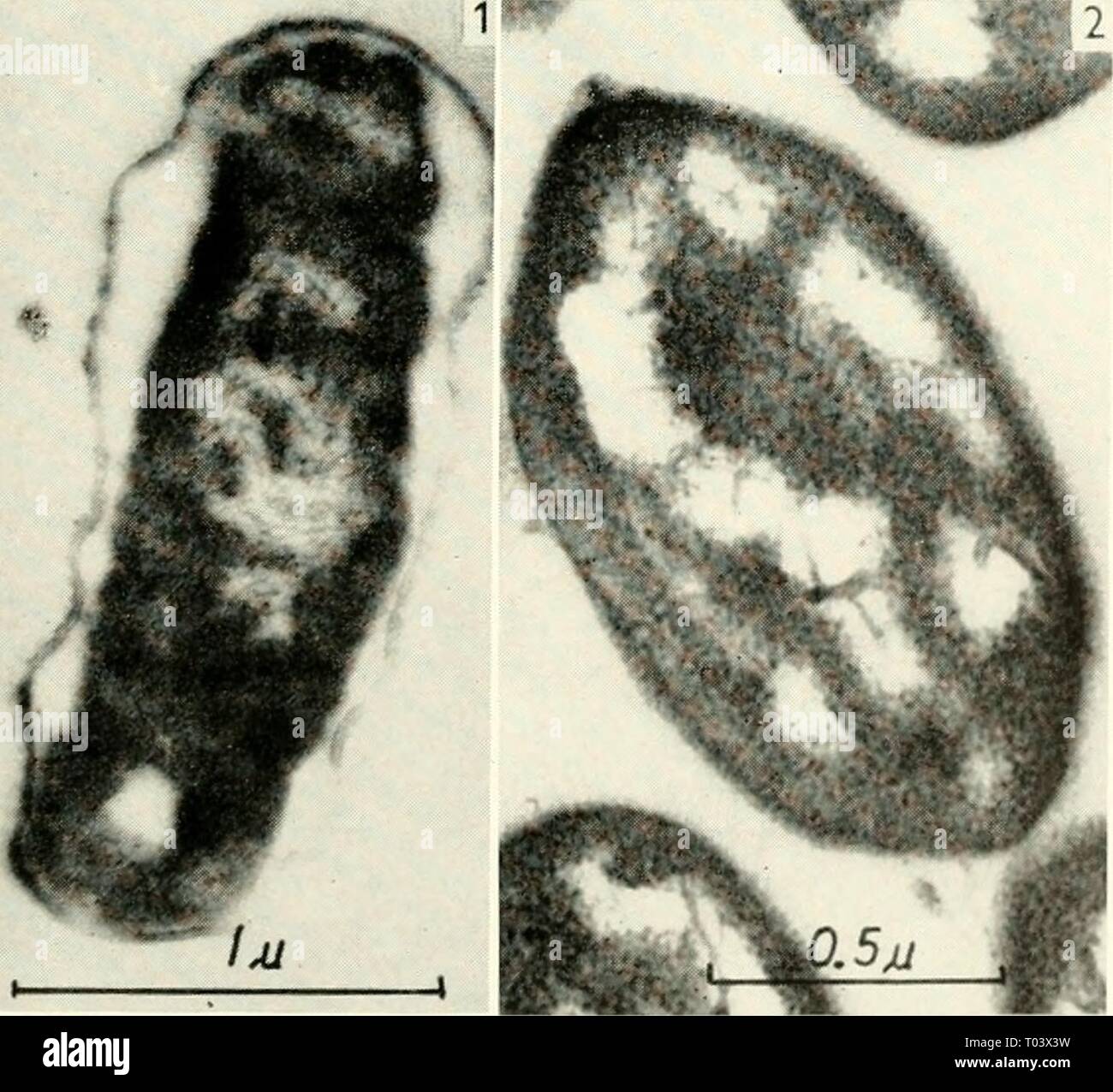 Microscopia elettronica; il procedimento della Conferenza di Stoccolma, settembre 1956 . electronmicrosco00euro Anno: 1957 cellule intatte, protoplasti e ''fantasmi' di un Bacillus Ibl le aree citoplasmatica e nucleare sono equivalenti visto. A volte il contorno esterno del citomegalovirus- plasm appare leggermente più scura del resto di esso, suggerendo la presenza di una membrana citoplasmatica. Questi risultati sono in accordo con il fatto che i protoplasti molto mostrano lo stesso biochemi- cal e capacità fisiologiche come le cellule intatte. I protoplasti così respire alla stessa velocità come le cellule (13), TH Foto Stock