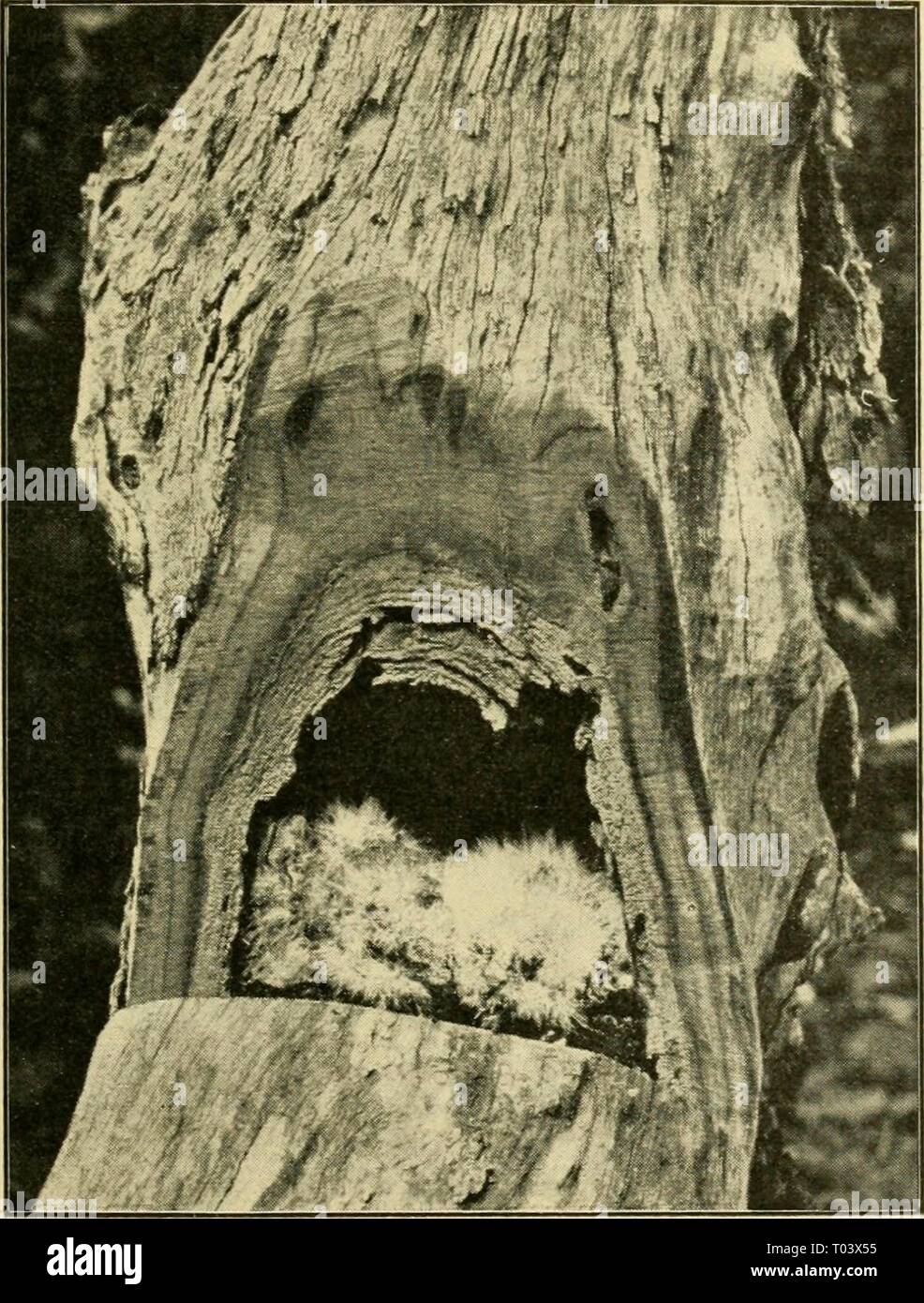 L'UEM : organo ufficiale dell'Australasian ornitologi' Union . emuofficialorgan1319131914roya Anno: 1901 Vol. XIII . XIII.T 1914 J piume vaganti. 217 composta di foglie secche e piccoli pezzi di shredded abbaio, aggrovigliati insieme in strati con escrementi di volatili. Evidentemente Owlet- Nightjars non pulire fino dopo la loro giovane come la maggior parte degli uccelli che costruire all'aperto, ma semplicemente coprire il nido eaoh notte o presto luogo di nidificazione (aperto) e Giovani ol Owlet-Nightjar (.Egothelcs novce-hoUandice). Da una foto, da H. BURRELL. al mattino con foglie fresche per il comfort della covata durante il da Foto Stock