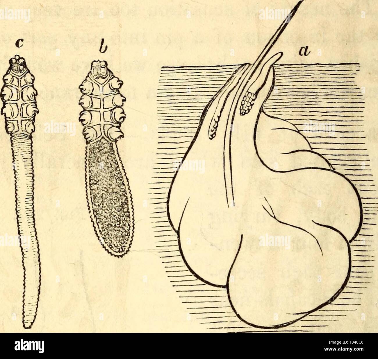 Elementari di anatomia e fisiologia : Per college, accademie e altre scuole . elementaryanato00hitc Anno: 1869 300 Hitchcock's Anatomy Fig. 291. Parassiti delle ghiandole sebacee, ci. Due si vede nella loro posizione normale all'orifizio della ghiandola, b. Breve varietà, c. Lunga varietà. zialmente sono costituiti da tubi lunghi contorti e ritorti su loro- stessi, (figura 293, p. 301), che si trova appena al di sotto del coriurn, molti dei quali si uniscono per formare una uscita che passa attraverso l'epidermide in un modo a spirale in modo che apre exter- nally, una valvola è realizzato impedendo l'ingresso di sostanze f Foto Stock