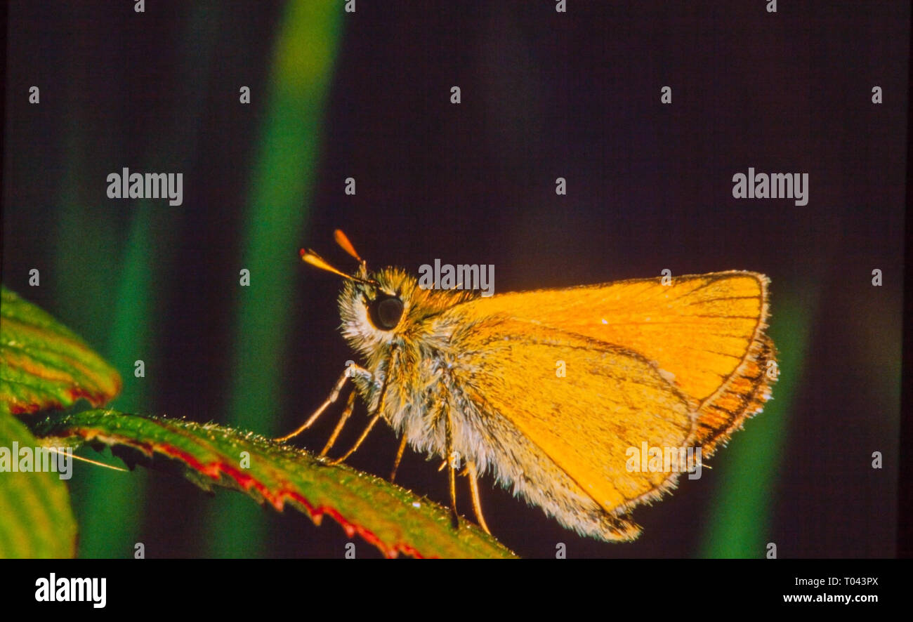 Piccolo Skipper farfalla Thymelicus sylvestris inferiore Inghilterra UK farfalla britannica Foto Stock