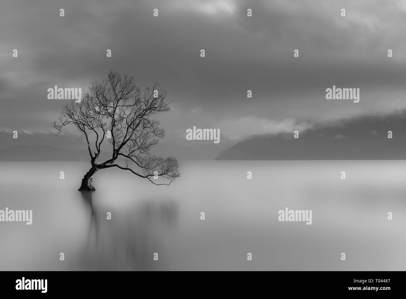 Lone Tree, il lago Wanaka, Nuova Zelanda (bianco e nero) Foto Stock
