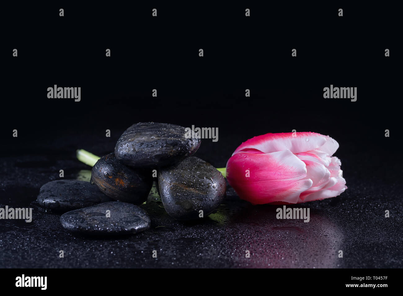 Pietre Zen con tulip flower Foto Stock Pietre Zen con tulip flower Foto Stock
