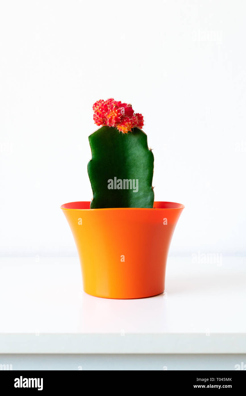 Fioritura di piante di cactus in arancio brillante coprivaso contro il muro bianco. Pianta di casa sul ripiano bianco con copia spazio. Foto Stock