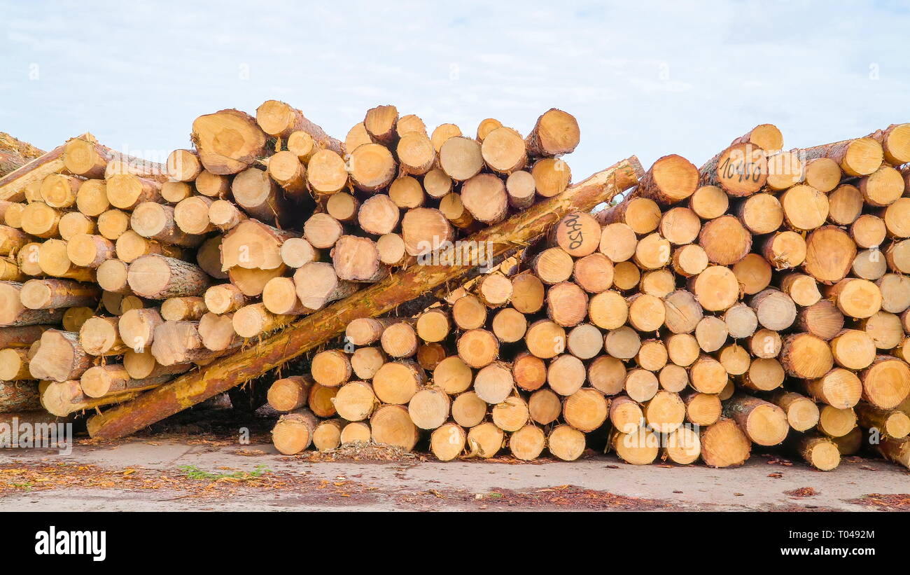 Il bordo del pino logs di fresco da segheria accatastati sul terreno pronta per il trasporto Foto Stock