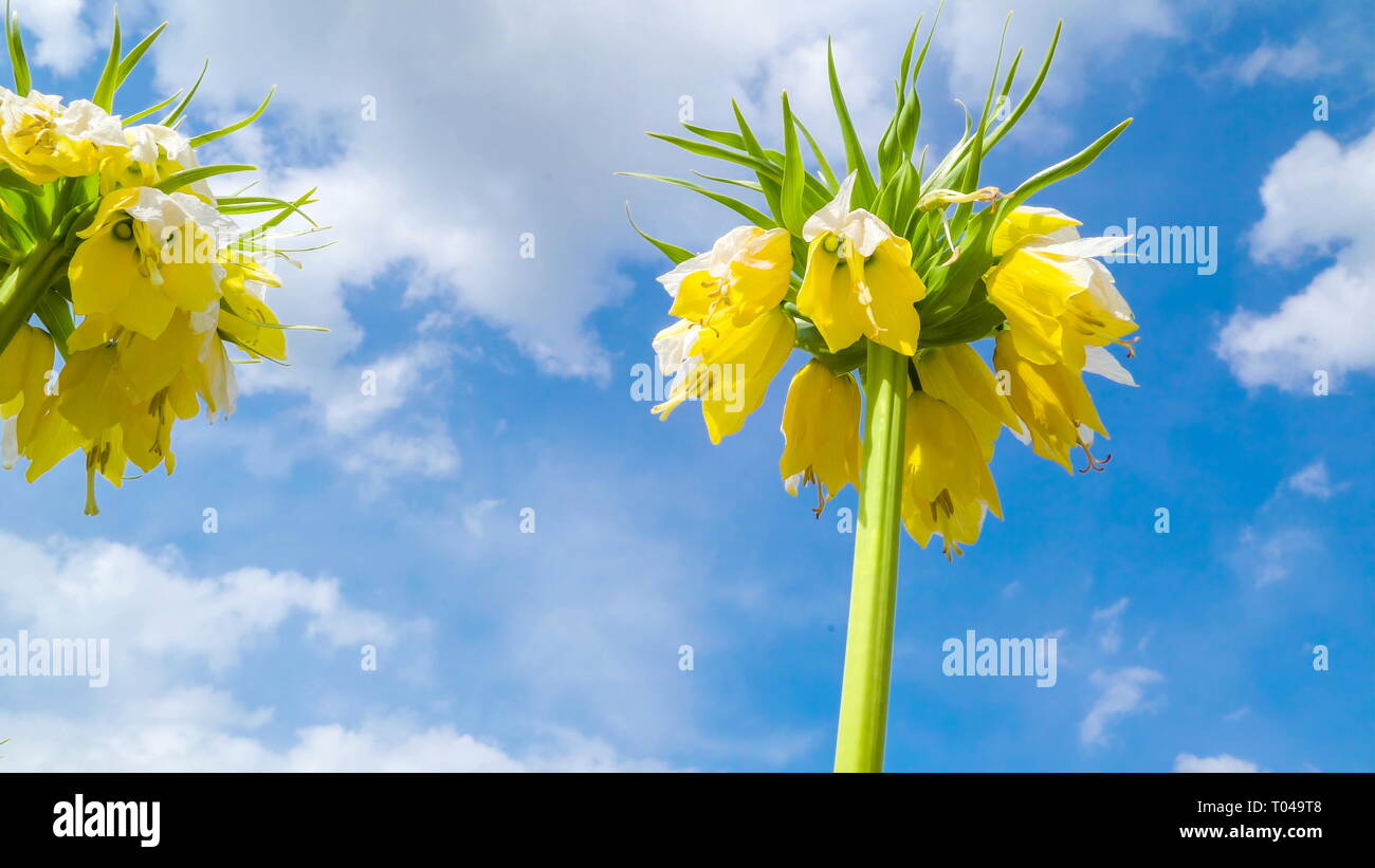 Tall fiori gialli con il verde lungo gli steli in giardino sotto il cielo blu con nuvole bianche Foto Stock