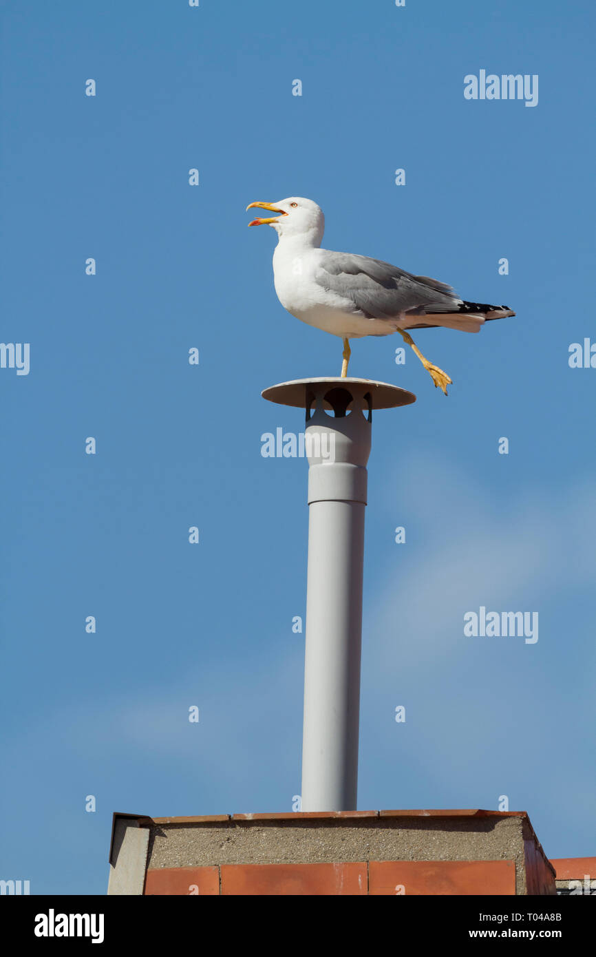 Giallo-zampe (gabbiano Larus michahellis), Adulto arroccato su un falso camino. Barcellona. La Catalogna. Spagna. Foto Stock