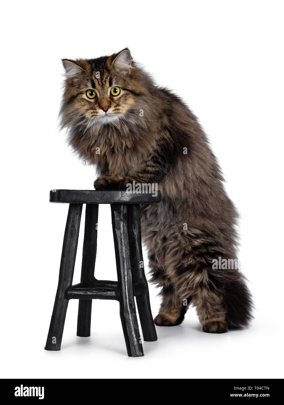 Carino Friendly Classic Tabby Gatto Siberiano Gattino Con