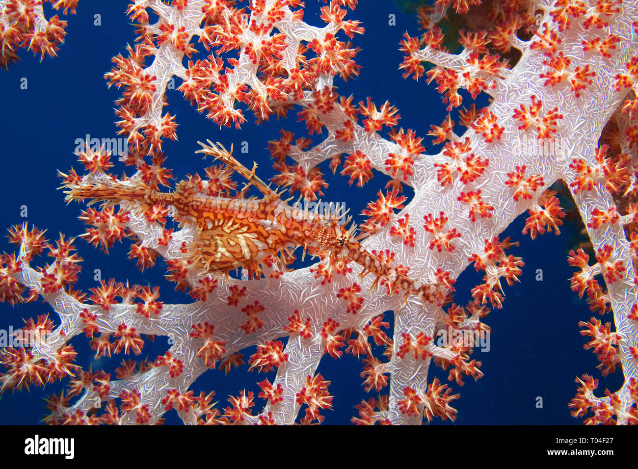 Arlecchino pipefish fantasma o ornati Pipefish fantasma (Solenostomus paradoxus) in corrispondenza di un rosso corallo morbido, isola di Bali, Indonesia Foto Stock