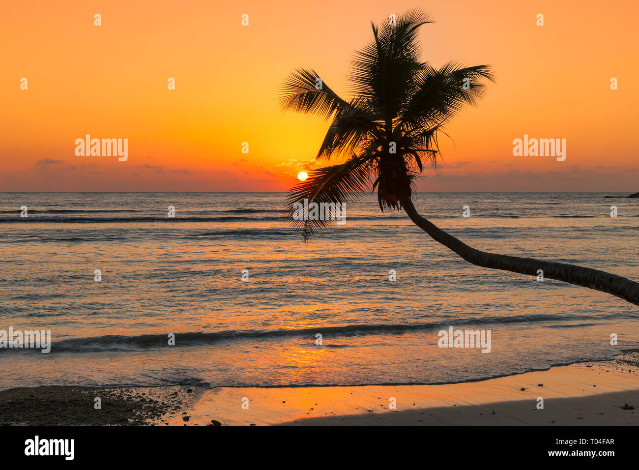 Spiaggia tropicale al tramonto con il coco palm Foto Stock