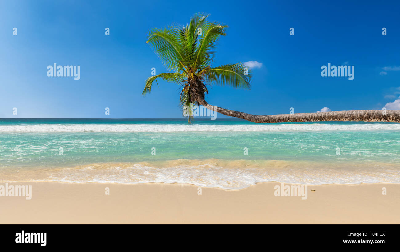 Splendida spiaggia caraibica con coco palm Foto Stock