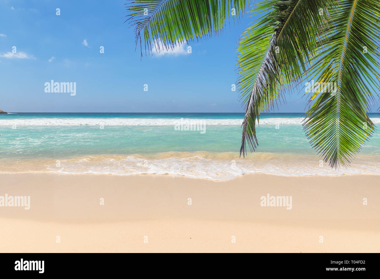 Palme da cocco sulla spiaggia soleggiata sfondo Foto Stock