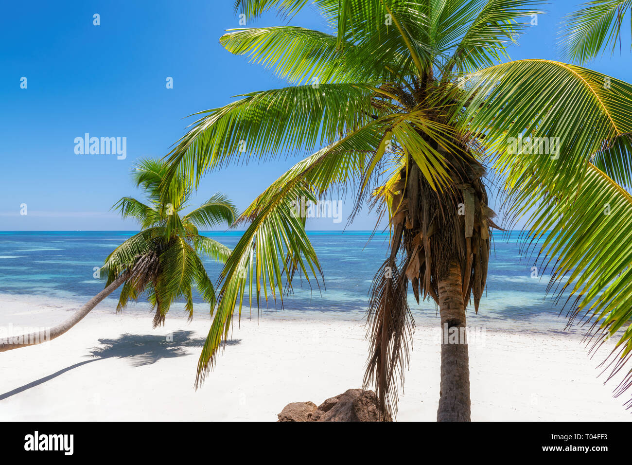 Palme da cocco sulla spiaggia Paradise Beach. Foto Stock