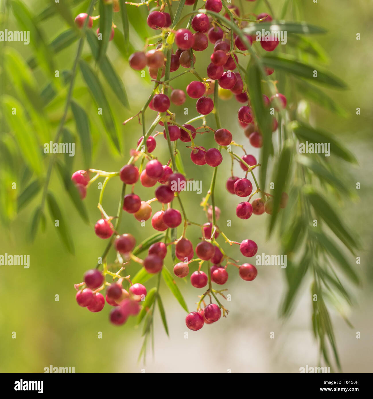 Un pepe rosa albero con del pepe chiamato Schinus molle noto anche come pepe peruviano tree. Foto Stock