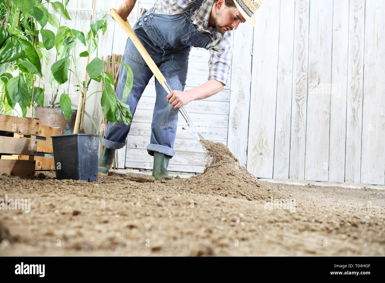 Impianto di uomo fuori una piantina in orto, lavorare il terreno con giardino vanga, vicino a scatole di legno pieno di piante verdi Foto Stock