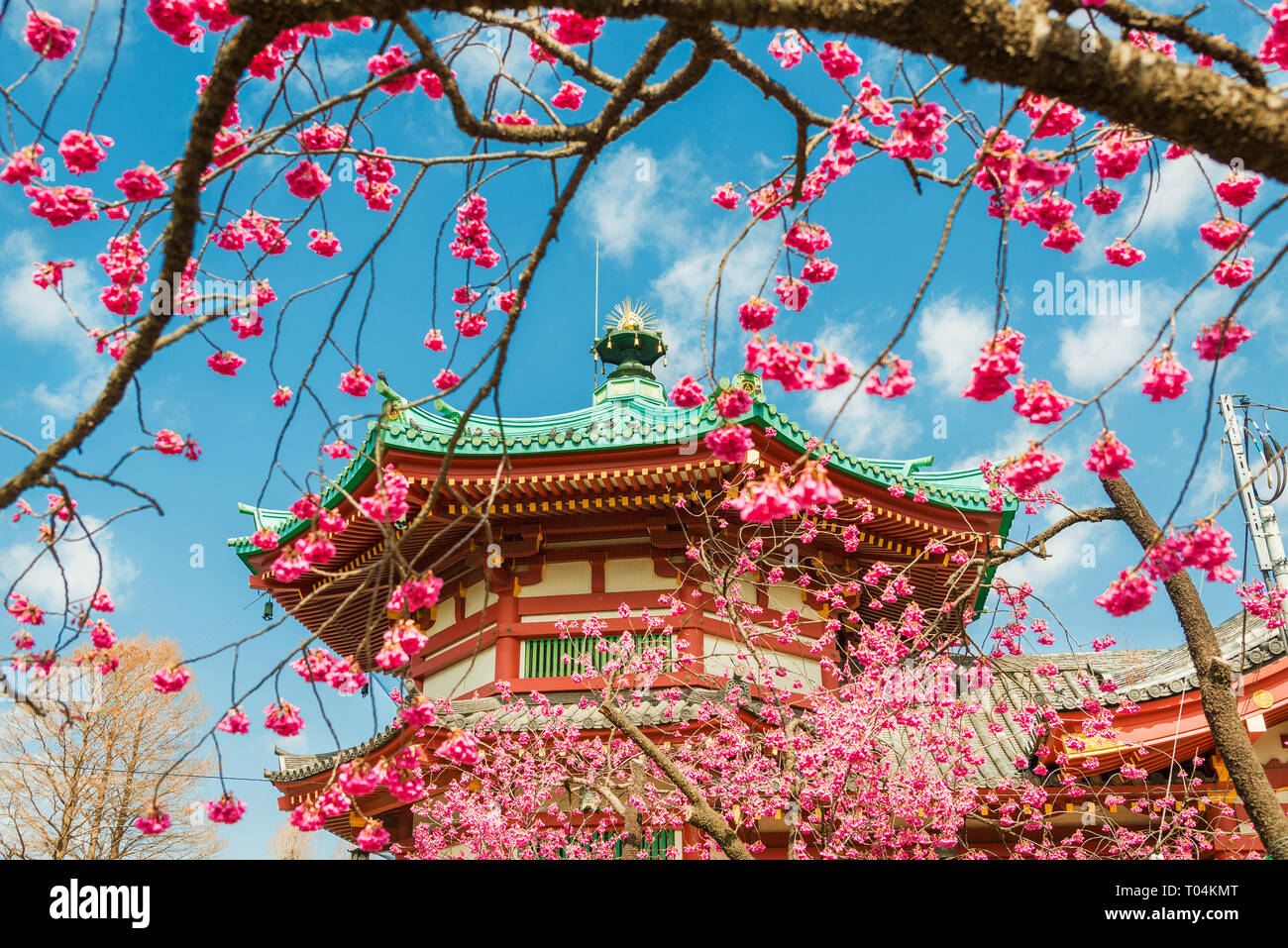 La molla nel Parco di Ueno. Rosa in fiore fiori nella parte anteriore del tempio di Benten nel centro di Shinobazu Pond Foto Stock