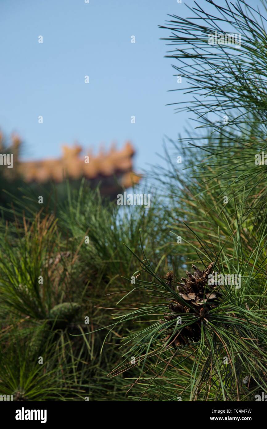 Chiusura del cono di pino e aghi verde su un pino / abete. Cielo blu e arancio incisioni su una tradizionale cinese / oriental tetto sono in bac Foto Stock