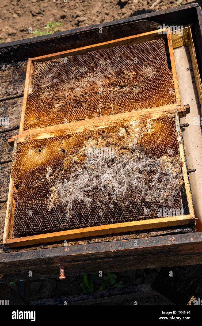 Tarma della cera. L'apicoltura. Pesti di alveari attivi. Infetti nido di api. Foto Stock