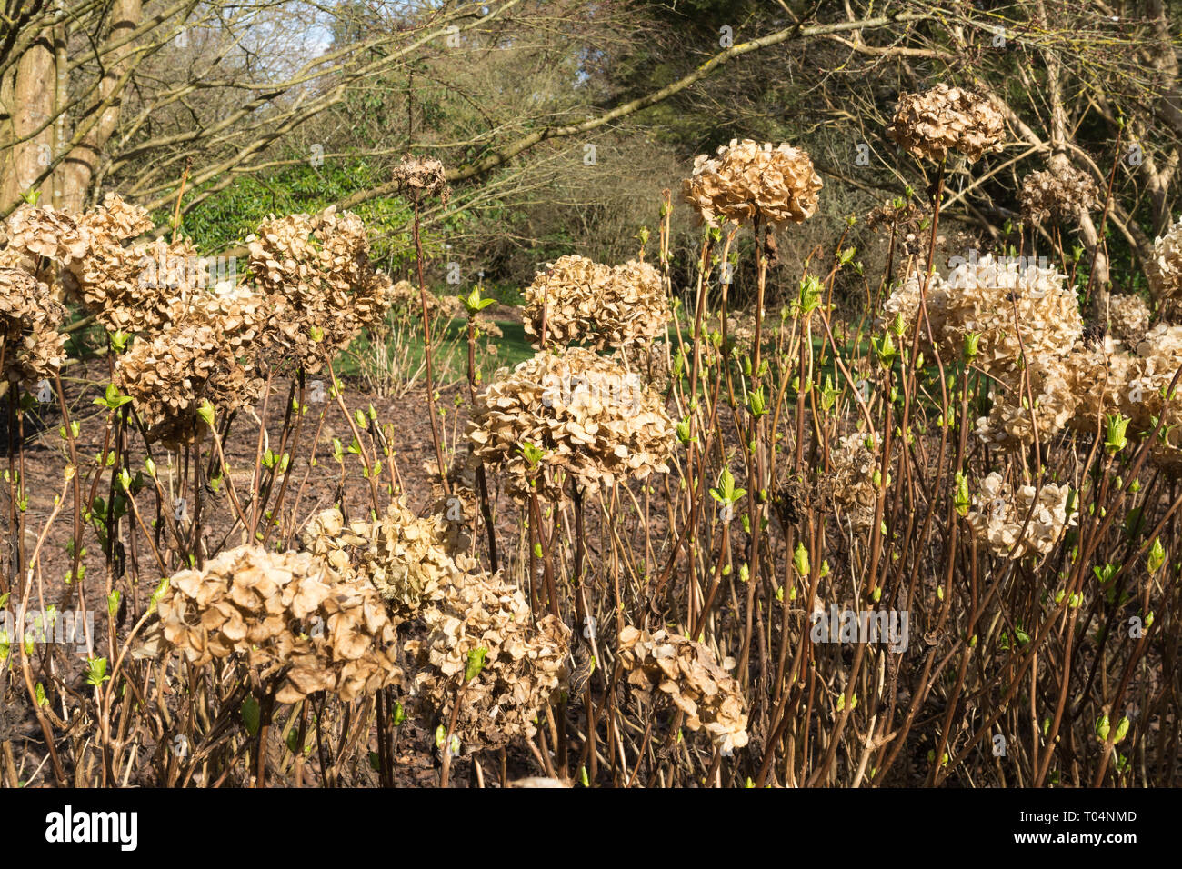 Hydrangea macrophylla bush flower capi morti (si arresta) in un giardino inglese Foto Stock