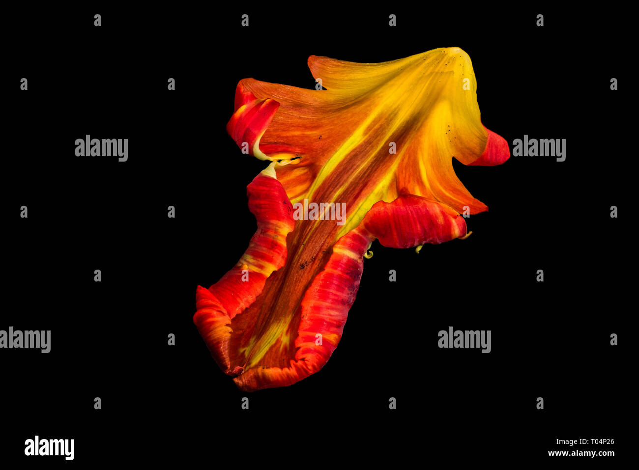Luminose colorate fotografia macro di un unico petalo isolata di un giallo rosso parrot tulip blossom nel pop-art di colori su sfondo nero Foto Stock