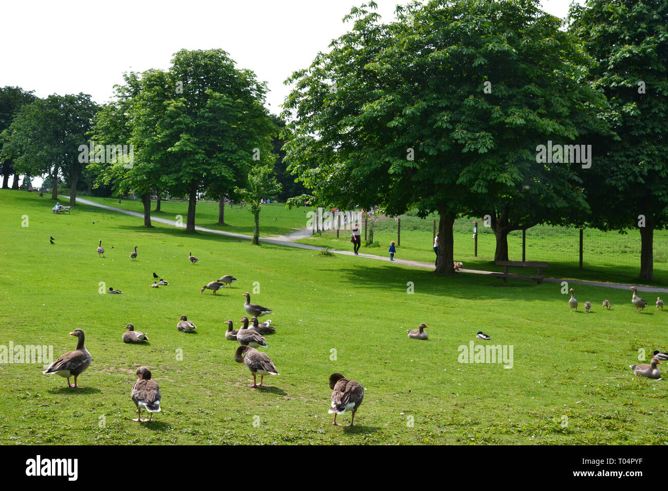 Graylag oche con il loro giovane nel Weald Country Park, Sud Weald, Brentwood, Essex, Regno Unito Foto Stock