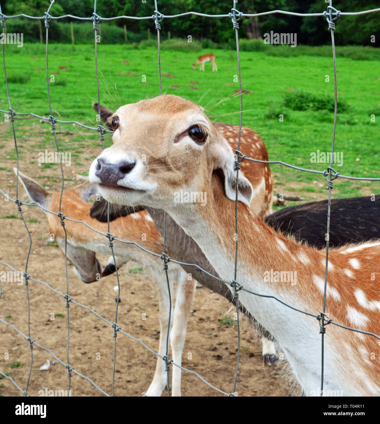 Cervi nel Weald Country Park, Sud Weald, Brentwood, Essex, Regno Unito Foto Stock