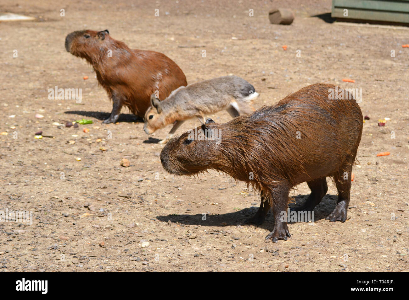 Capybaras con un nasello di Patagonia mara al Tropical Zoo di ali, Chelmsford Essex, Regno Unito. Questo zoo chiuso nel dicembre 2017. Foto Stock