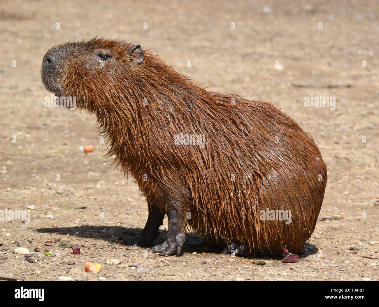 Capibara al Tropical Zoo di ali, Chelmsford Essex, Regno Unito. Questo zoo chiuso nel dicembre 2017. Foto Stock