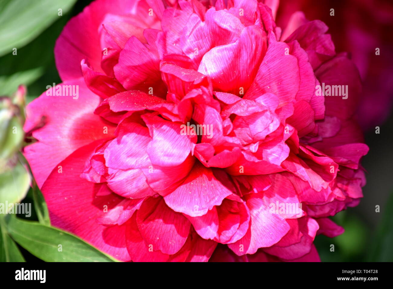 Paeonia lactiflora Blossom dettaglio Closeup ritratto fiore rosa Stock Photo Foto Stock