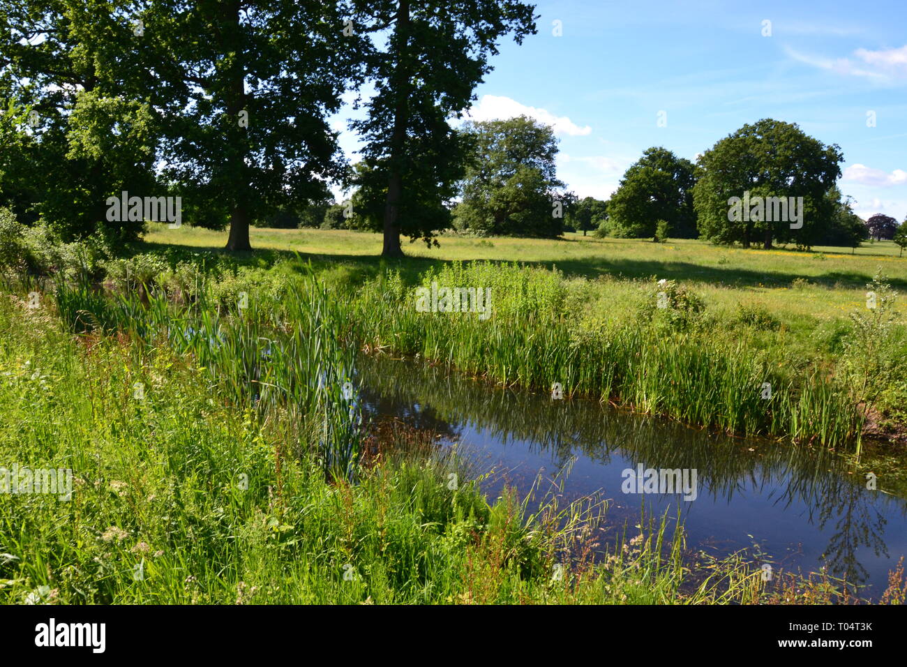 Fiume che scorre attraverso il parco di Hylands House e giardini, Writtle, Chelmsford Essex, Regno Unito Foto Stock