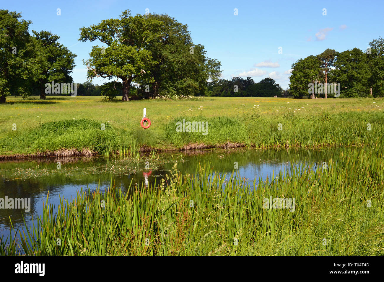 Fiume che scorre attraverso il parco di Hylands House e giardini, Writtle, Chelmsford Essex, Regno Unito Foto Stock